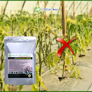 BIO-DVS (Bacillus + streptomyces) chế phẩm sinh học bảo vệ rễ, phòng bệnh, tăng sức đề kháng cho cây trồng