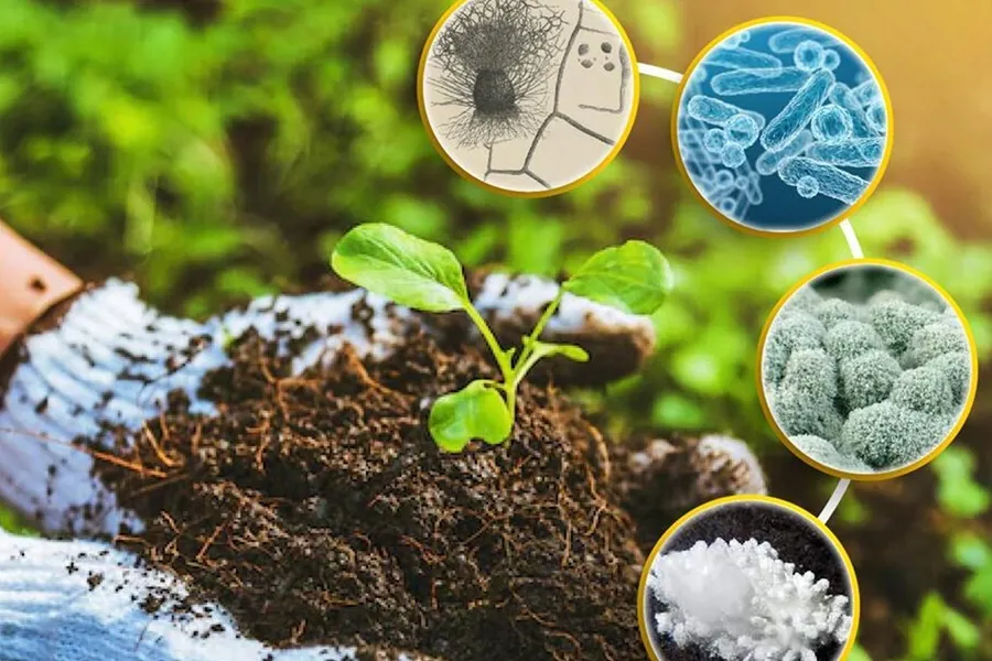 nhân sinh khối bacillus bằng đường đen và sữa tươi