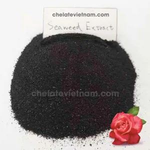 Bột rong biển (Seaweed Powder) - PHÂN BÓN HỮU CƠ NUTRI MAX ORGANIC dạng bột, vảy tan 100%