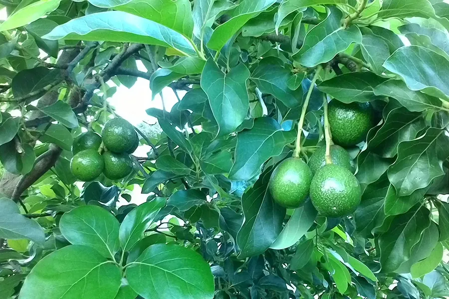 Amino có tốt hơn Đạm cá và phân trùn quế
