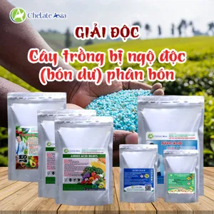 COMBO GIẢI ĐỘC PHÂN BÓN - Phục hồi nhanh cho cây bị xót rễ, vàng lá do ngộ độc phân bón