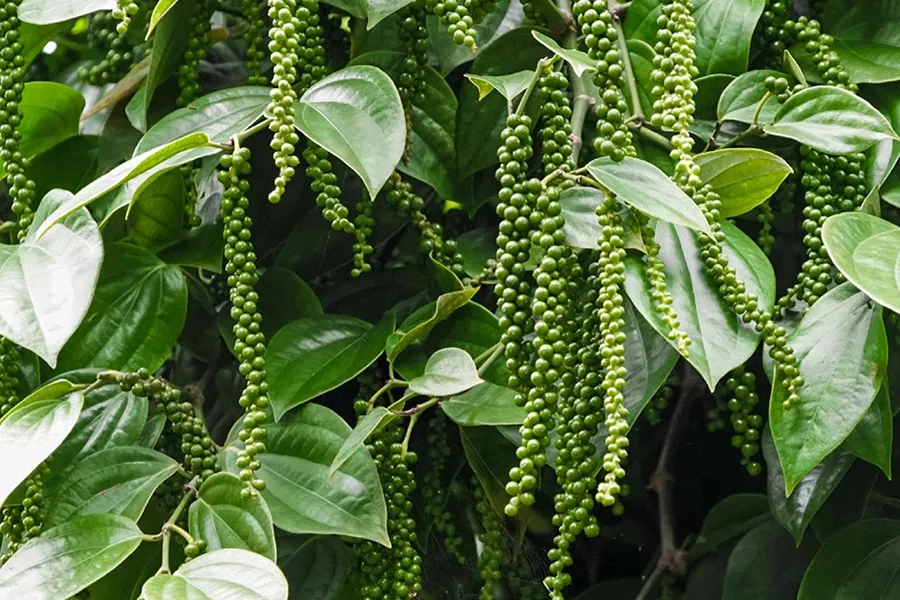 Cây hồ tiêu