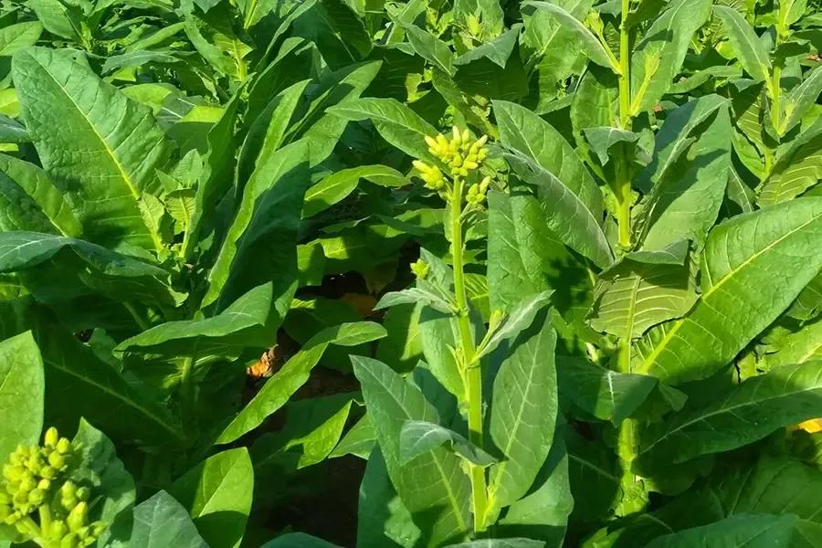 Uniconazole cho cây thuốc lá
