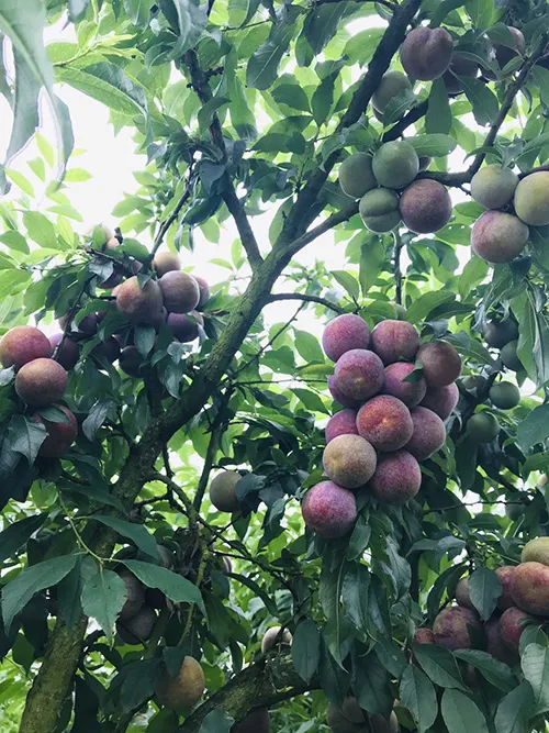 Hình ảnh Mận chị Phạm Ngọc Oanh sử dụng công thức cho cây mận