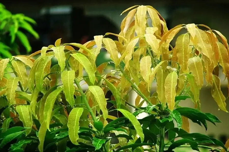 Tạo cơi đọt đồng loạt cho cây ăn trái