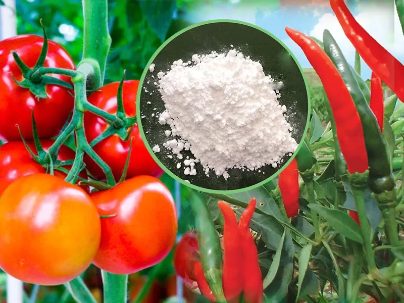 Vì sao cây vẫn thiếu canxi dù bạn đã bón nhiều? – Sự thật về Canxi Chelate
