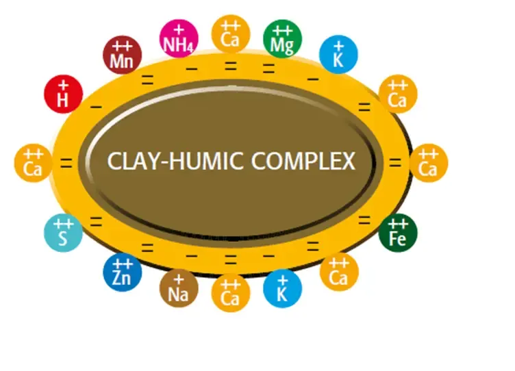Axit humic tăng tích trữ dinh dưỡng. (Copyright © Humintech 2018)