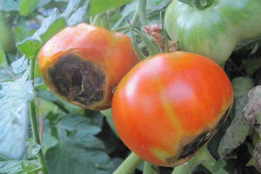 Thối trái cà chua