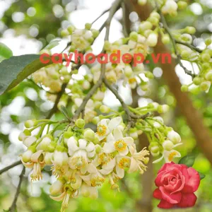 Paclobutrazol 20% WP (Ức chế sinh trưởng, kích thích ra hoa)