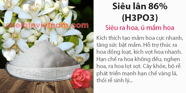 Bán Siêu Lân 86% (H3PO3) Siêu ra hoa, ủ mầm hoa