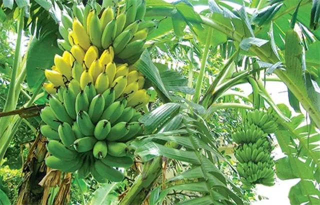 Cung cấp đúng đủ dinh dinh dưỡng cho cây chuối - đảm bảo cây sinh trưởng tốt, hiệu quả kinh tế cao