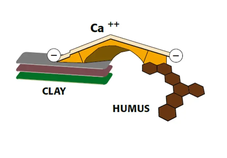 Cầu Ca giữa hạt đất sét và mùn. (Copyright © Humintech 2018)