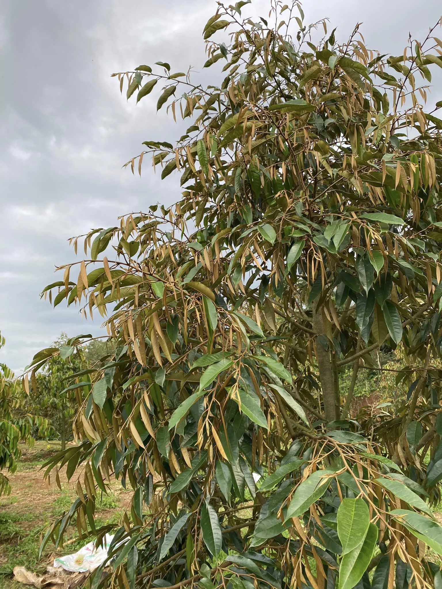 Sầu riêng đẹp