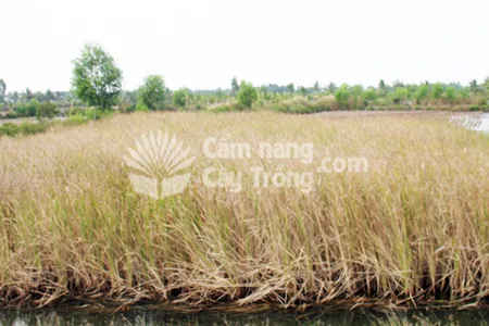 Lúa bị chết do ngập mặn