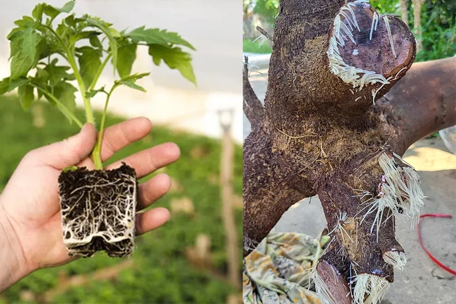 Auxin IBA và IAA