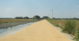 Lúa (palay) phơi trên đường bê tông cạnh kênh tưới giữa cánh đồng ở San Rafael, Bulacan, Philippines
