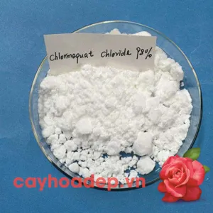 Chlormequat clorua, Cycocel CCC  98% (Ức chế sinh trưởng, tạo dáng hoàn hảo)