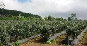 Ruộng ớt trồng trên luống phủ bạt, có cọc và dây giữ cây