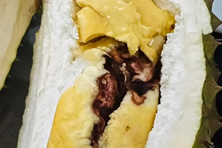 Cháy múi sầu riêng