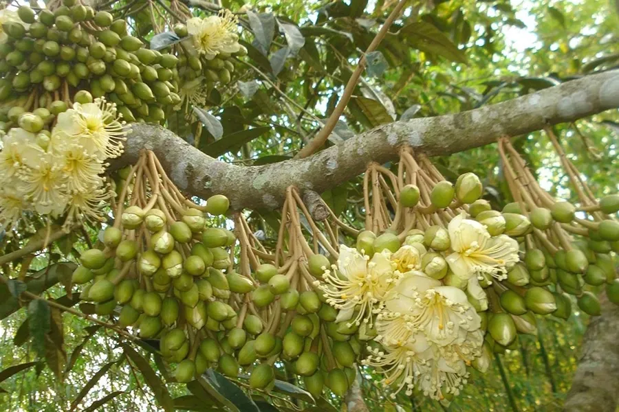 Khi nào cần phá miên trạng