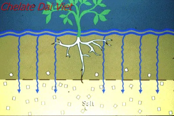 Các biện pháp dinh dưỡng xử lý đất mặn