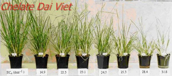 Ảnh hưởng của độ mặn đến sự phát triển của cây.