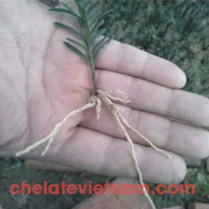 Auxin IBA (Indole-3-butyric acid) Kích thích ra rễ