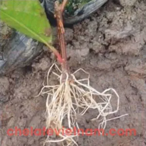 Auxin IBA (Indole-3-butyric acid) Kích thích ra rễ