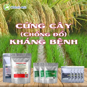 COMBO CỨNG CÂY, KHÁNG BỆNH: Cứng cây lúa, chống đổ, ít bệnh, năng suất cao