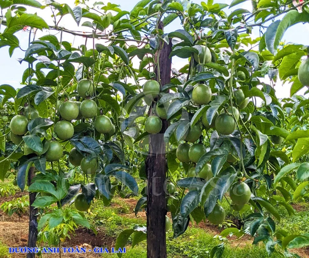 Hình ảnh chanh dây trĩu quả - KH Dương Anh Toàn