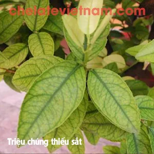 Vi lượng Sắt Chelate (Fe-EDTA-13) tan hoàn toàn trong nước