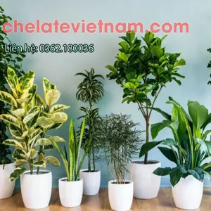 Chelate Vitamin 3B (B1, B6, B12) - Siêu giải độc, siêu kích chồi, dưỡng cây (EXTRAL POWDER)