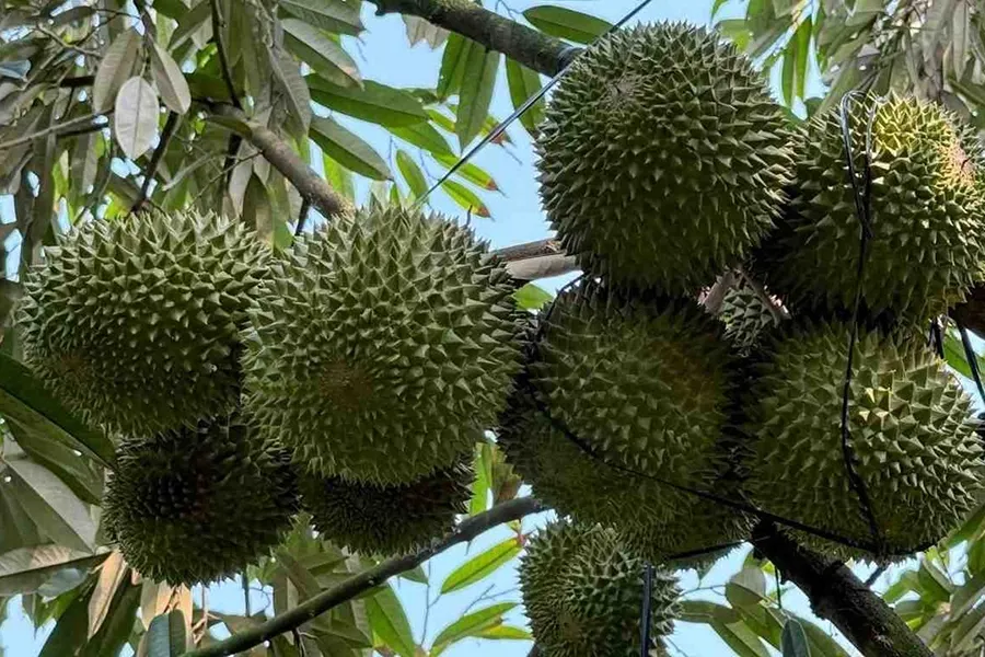 Cơm sầu riêng chưa đẹp có nên bón Kali