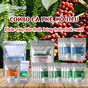 COMBO DƯỠNG TRÁI CÀ PHÊ – HỒ TIÊU: Khỏe cây, bền trái, bóng trái, chắc ruột