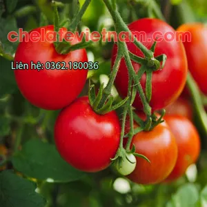 Mepiquat Chloride 98% chất ức chế sinh trưởng, kiểm soát chiều cao, tăng năng suất