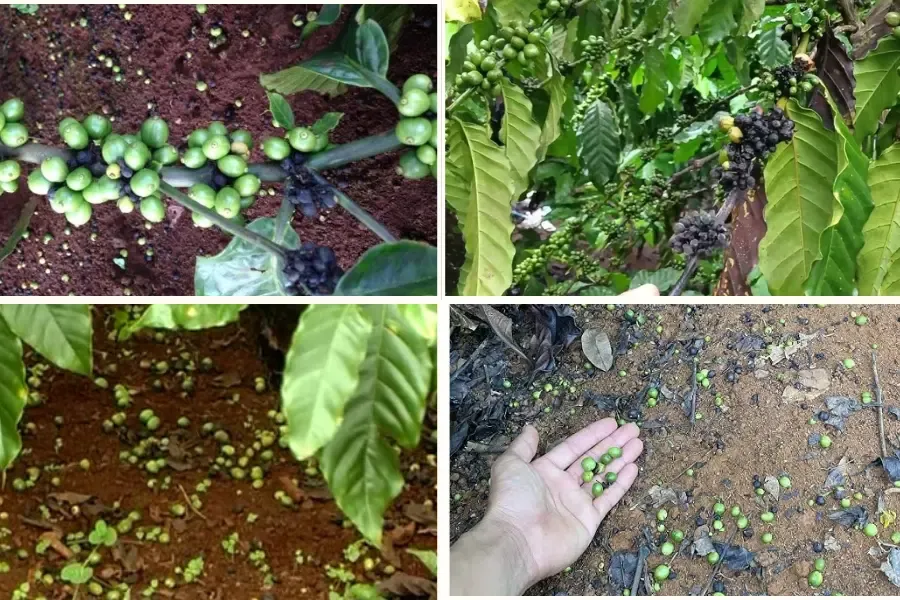 Cà phê trái non bị vàng rụng do đâu