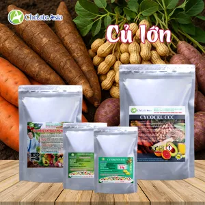 COMBO CỦ LỚN: Giải pháp tăng kích xuống củ, nhiều củ, tăng sinh khối, nuôi củ.