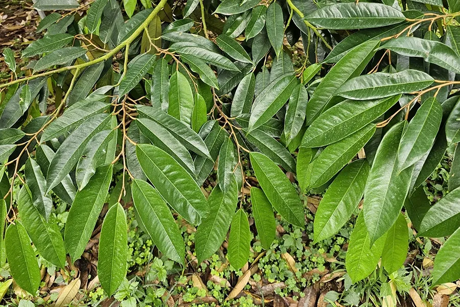 Tại sao nên làm già đọt