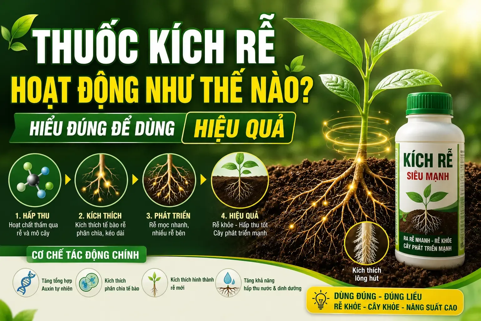 Thước kích rễ hoạt động như thế nào