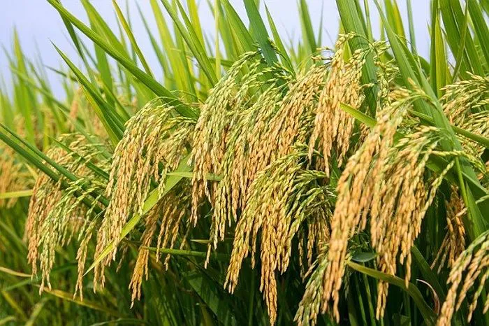 Nghiên cứu ứng dụng công nghệ chỉnh sửa hệ gen để cải tạo tính trạng mùi thơm và kháng bạc lá trên một số giống lúa chủ lực của Việt Nam -