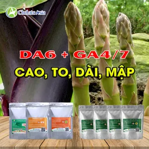 COMBO DA6 + GA4/7 CAO, TO, DÀI, CHỒI MẬP