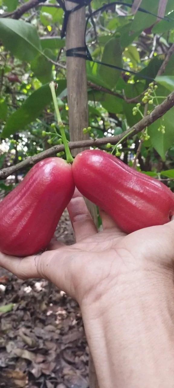 Hỉnh ảnh Mận An Phước sử dụng công thức to quả - KH Nguyễn Văn Hùng