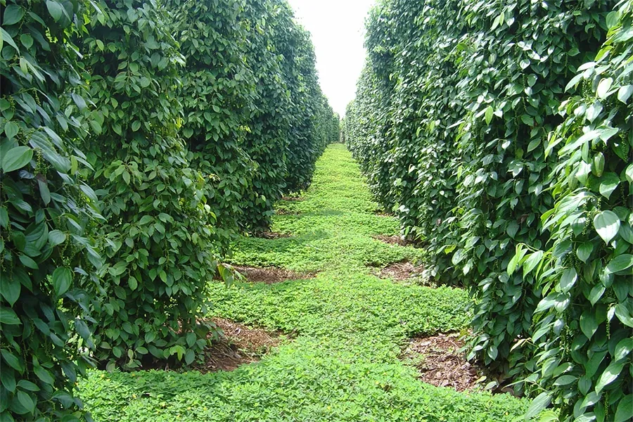 cây hồ tiêu