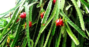 Cành và trái thanh long ruột trắng trong vườn ở Ninh Thuận