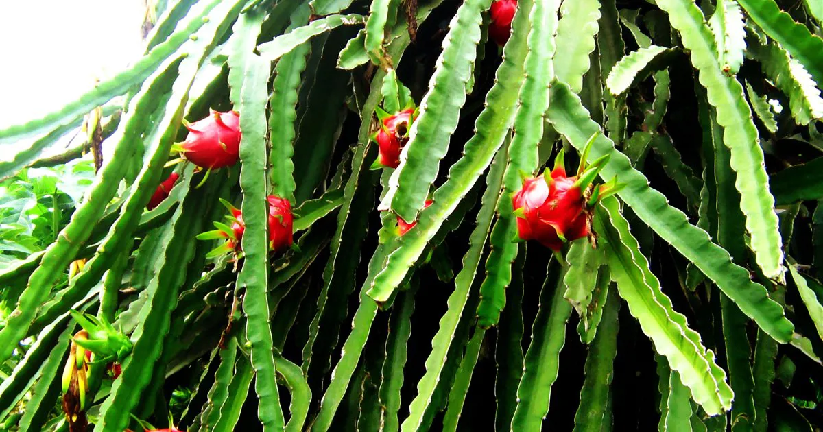 Cành và trái thanh long ruột trắng trong vườn ở Ninh Thuận