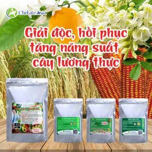 COMBO RUTIN: Giải độc, phục hồi sinh trưởng, tăng năng suất cây lương thực