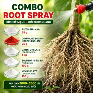 COMBO ROOT SPRAY – Bộ nguyên liệu hỗ trợ kích rễ và phục hồi bộ rễ qua phun/tưới