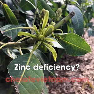 Vi lượng Kẽm Chelate (Zn-EDTA-15) tan hoàn toàn trong nước