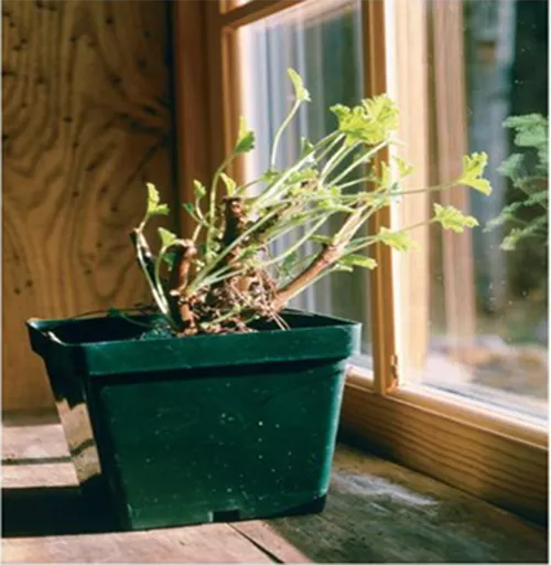 Tính hướng chồi được tạo ra khi sư dụng Auxin