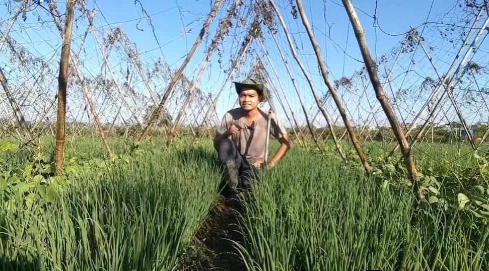 Hình ảnh KH Dương Anh Toàn và vườn hành xanh mướt